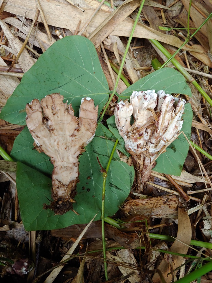 Stereopsis radicans image