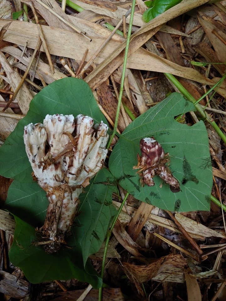 Stereopsis radicans image