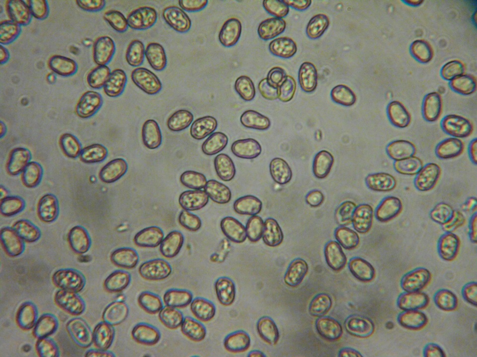 Pluteus brunneidiscus image