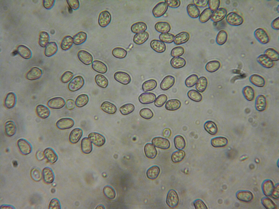 Pluteus brunneidiscus image