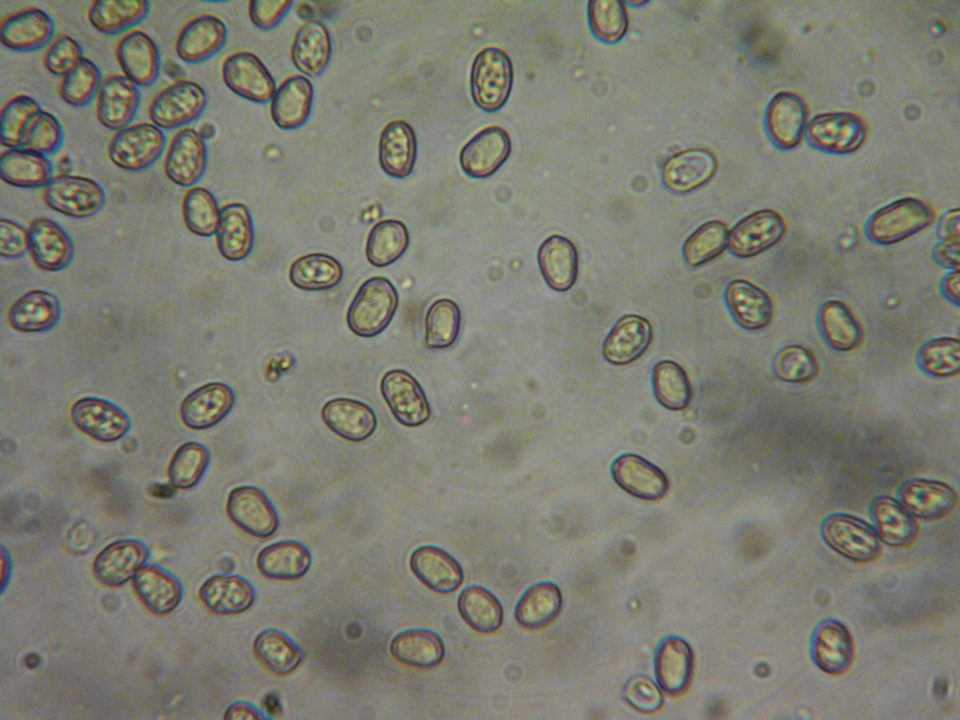 Pluteus brunneidiscus image