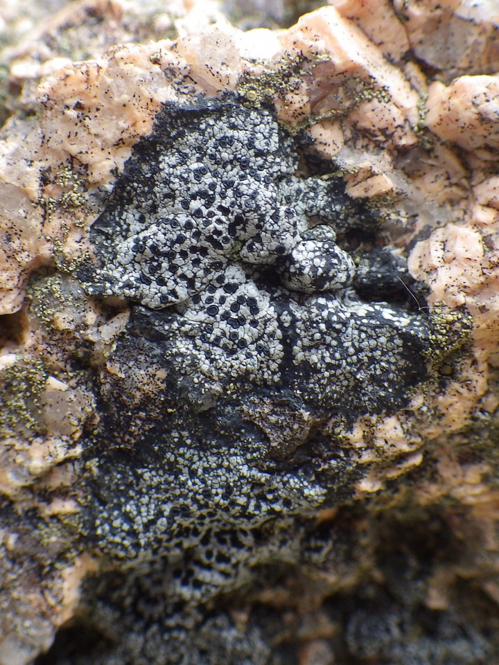 Buellia aethalea image
