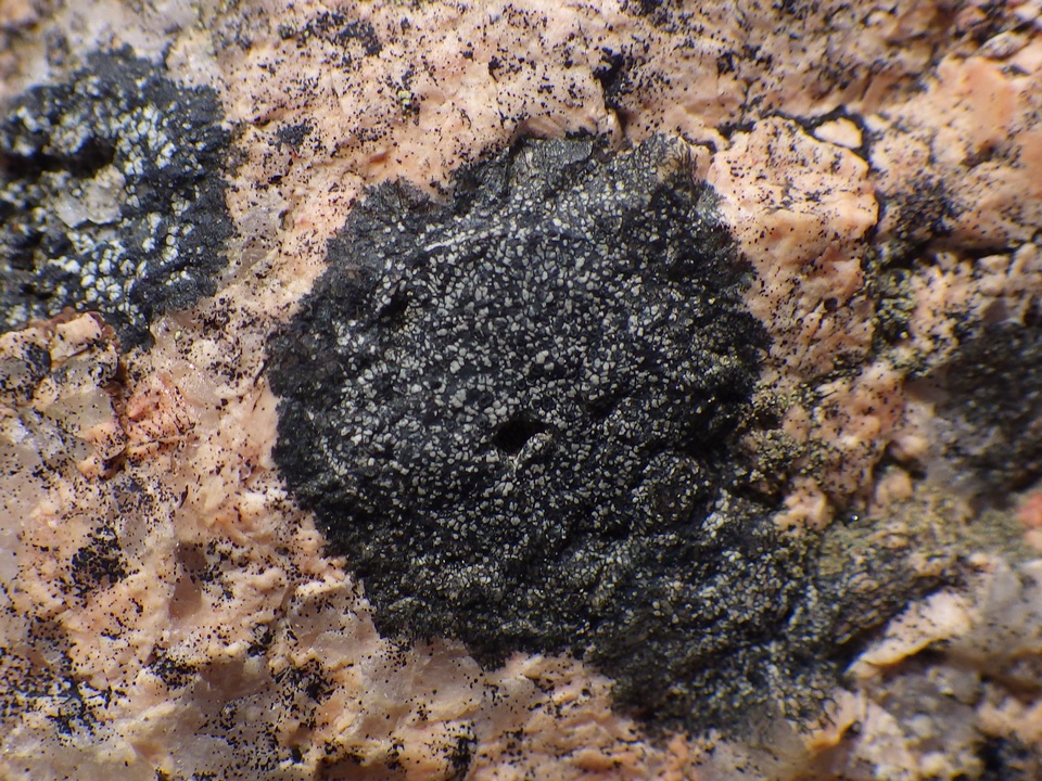 Buellia aethalea image