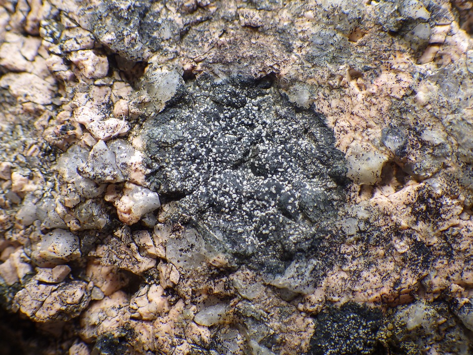 Buellia aethalea image