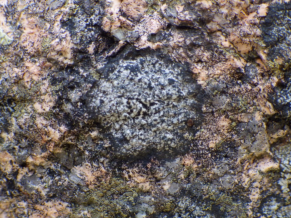 Buellia aethalea image