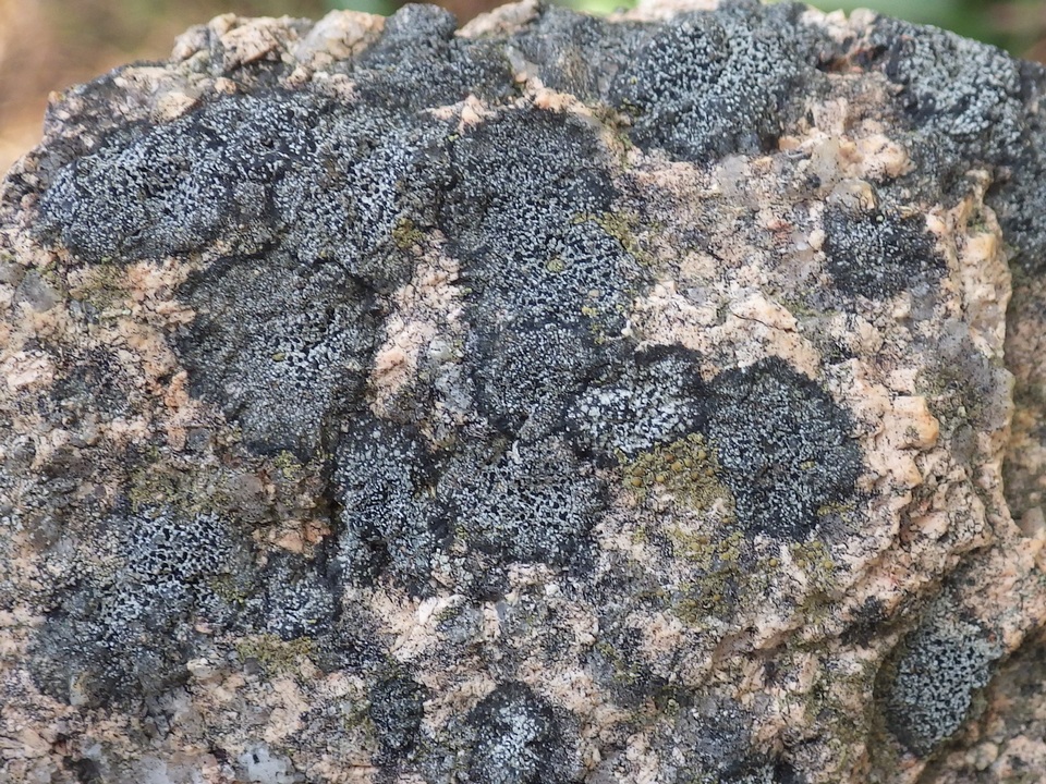 Buellia aethalea image