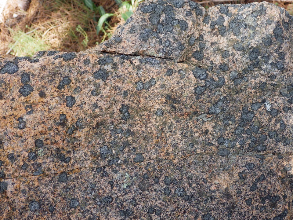 Buellia aethalea image