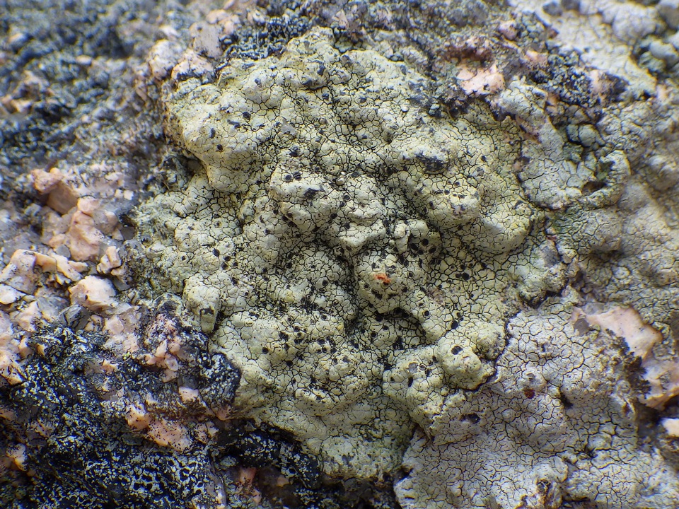 Buellia subdisciformis image