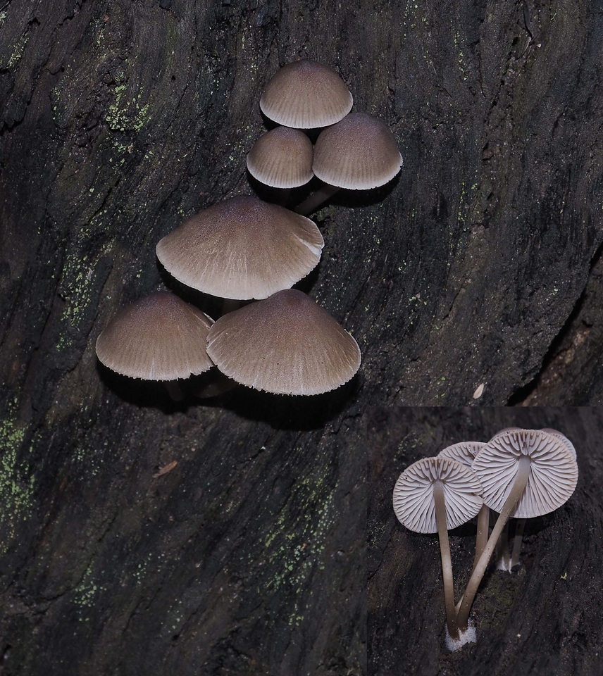 Mycena yuulongicola image