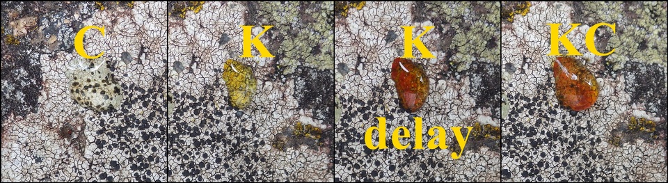Buellia subdisciformis image