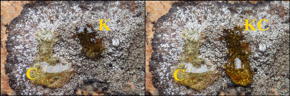 Buellia leptoclinoides image