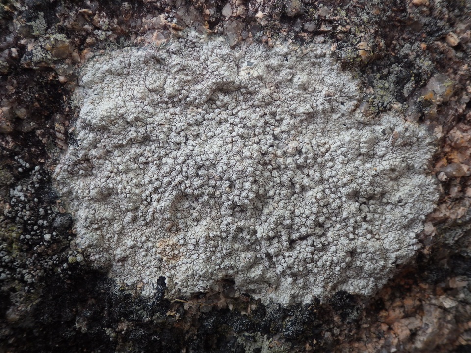 Pertusaria excludens image