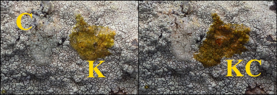 Pertusaria amarescens image