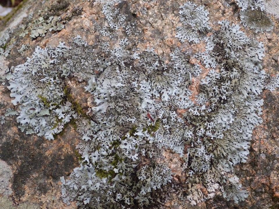 Hypotrachyna britannica image