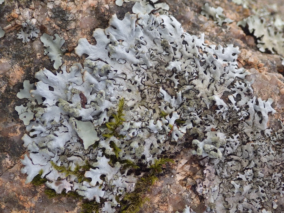 Hypotrachyna britannica image
