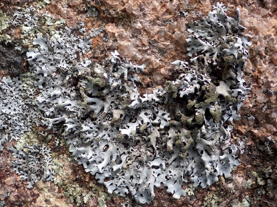 Hypotrachyna britannica image