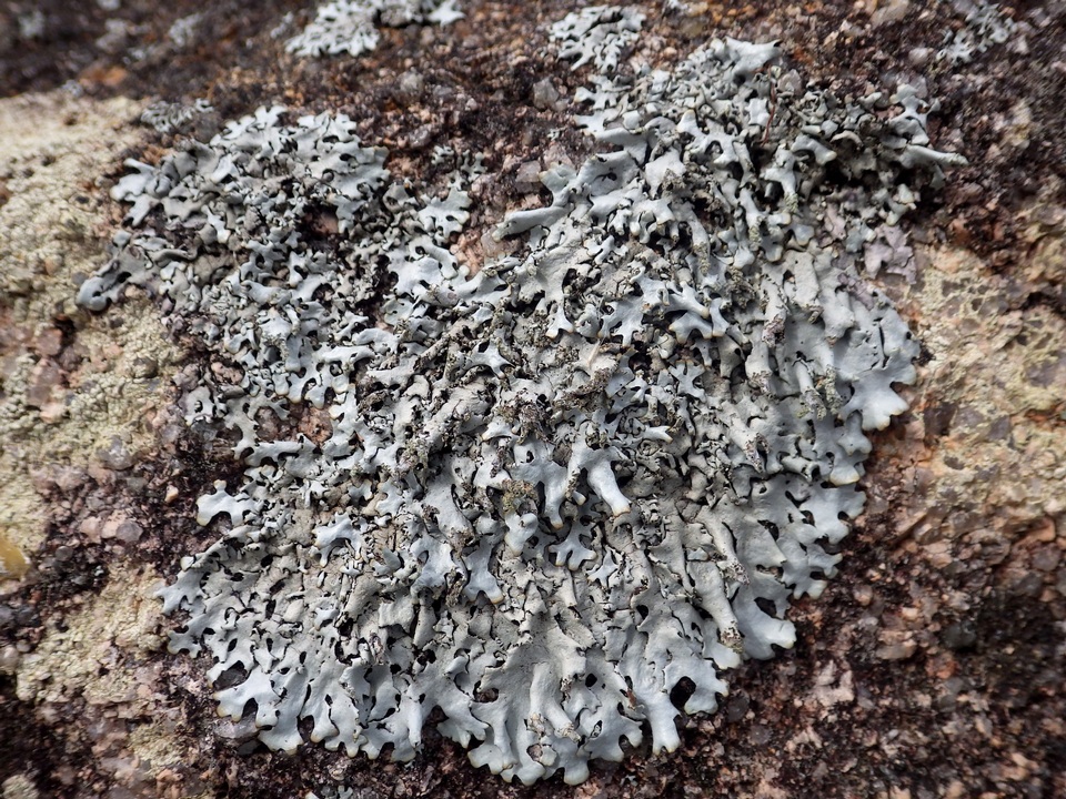 Hypotrachyna britannica image