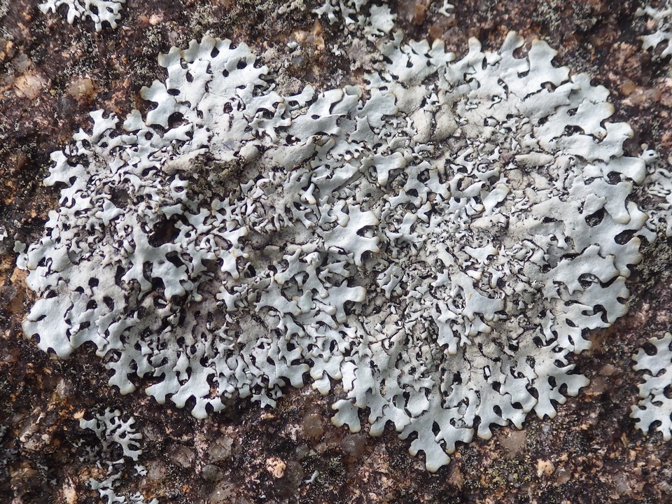 Hypotrachyna britannica image