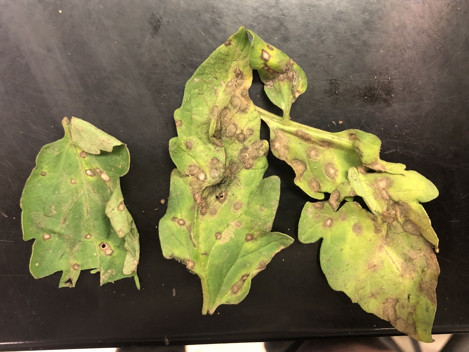 Septoria lycopersici image