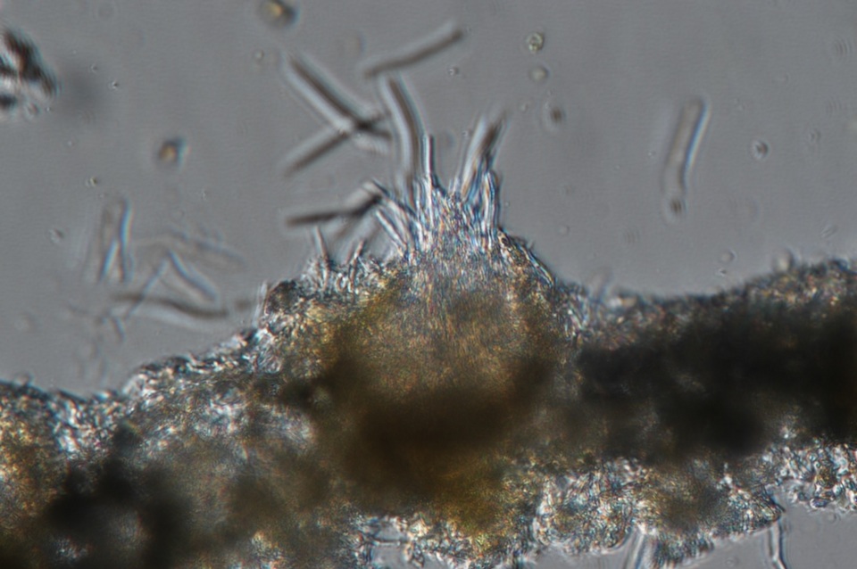 Septoria lycopersici image