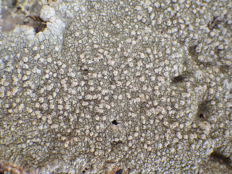 Pertusaria aspergilla image