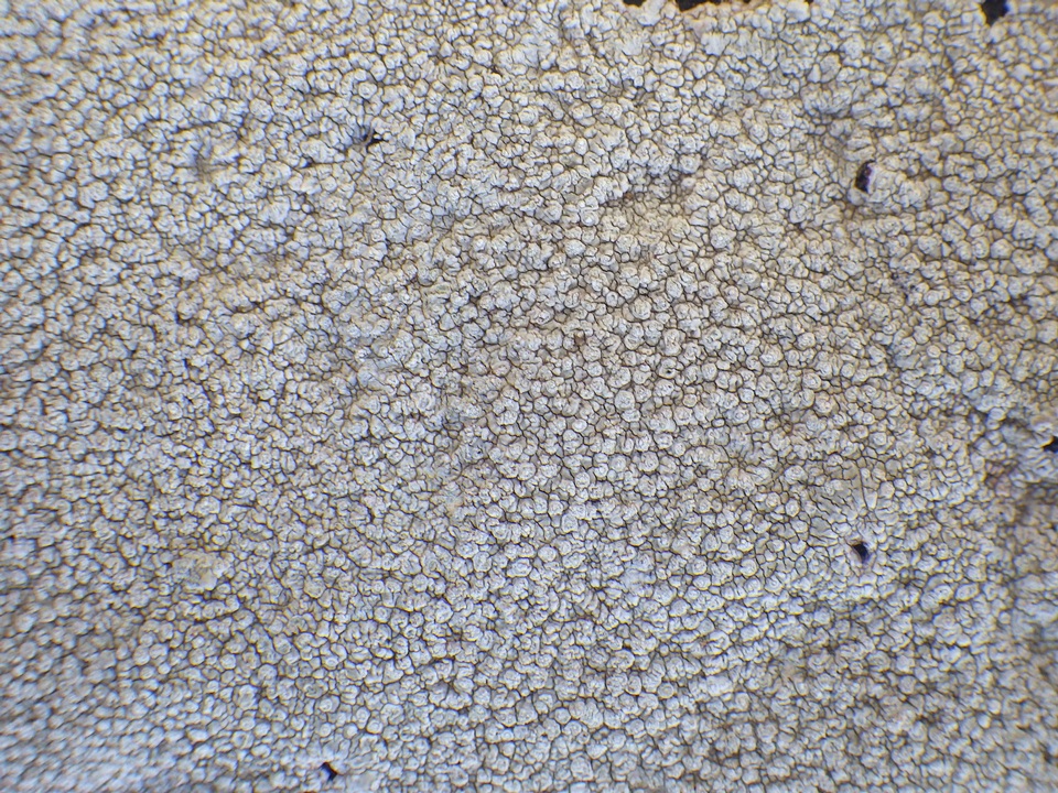 Pertusaria aspergilla image