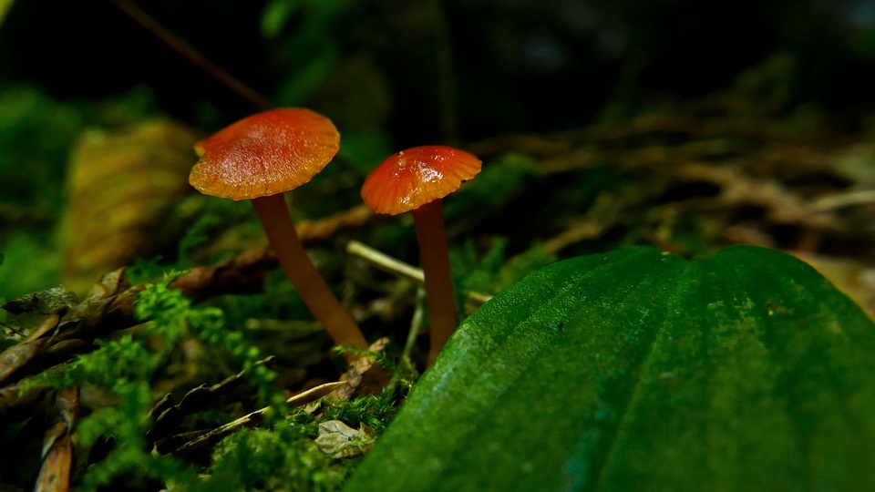 Hygrocybe insipida image