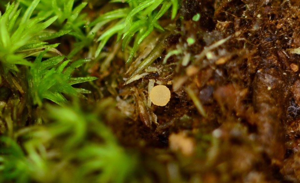 Lamprospora tuberculata image