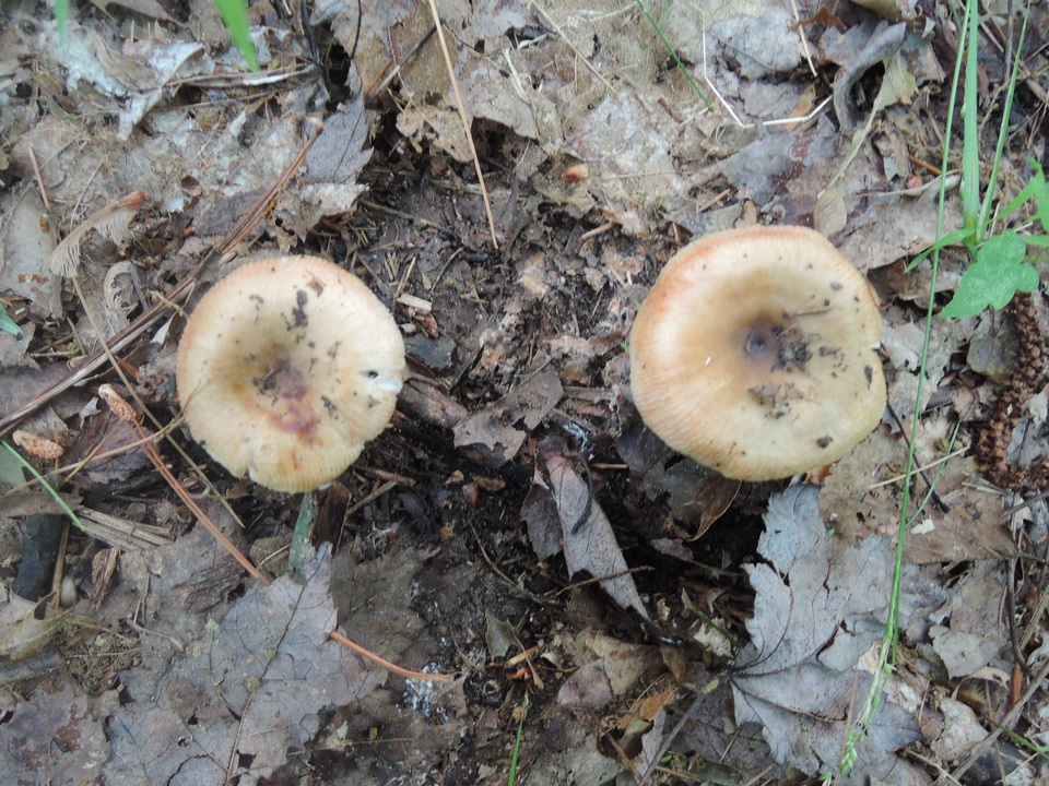 Russula pectinatoides image