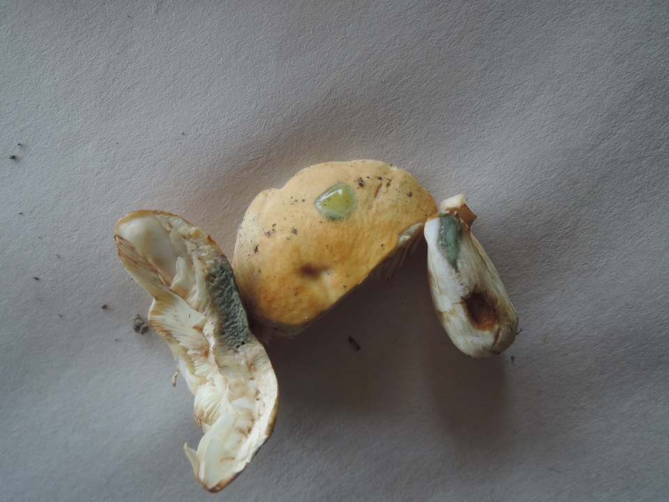 Russula xerampelina var. barlae image