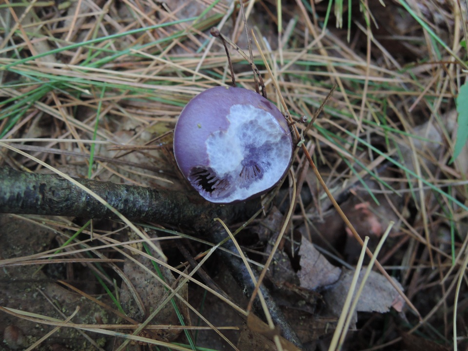 Cortinarius iodeoides image
