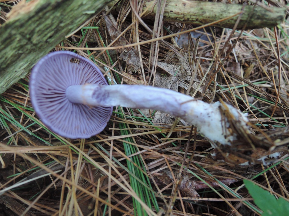 Cortinarius iodeoides image