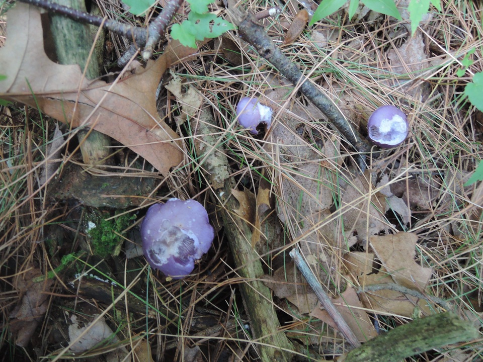 Cortinarius iodeoides image