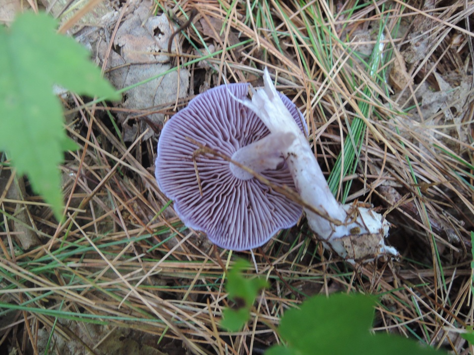 Cortinarius iodeoides image