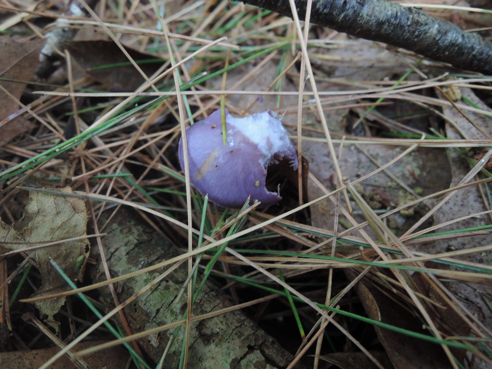 Cortinarius iodeoides image