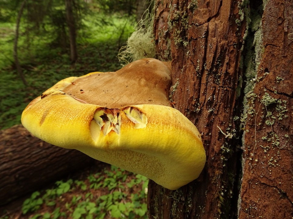 Tyromyces amarus image