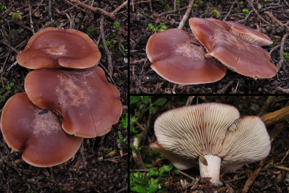 Rhodocybe lateritia image