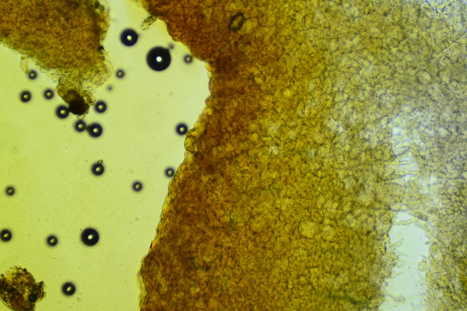Otidea unicisa image