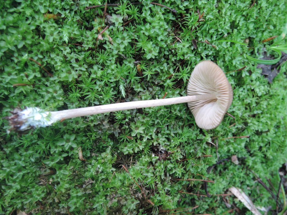 Entoloma badissimum image