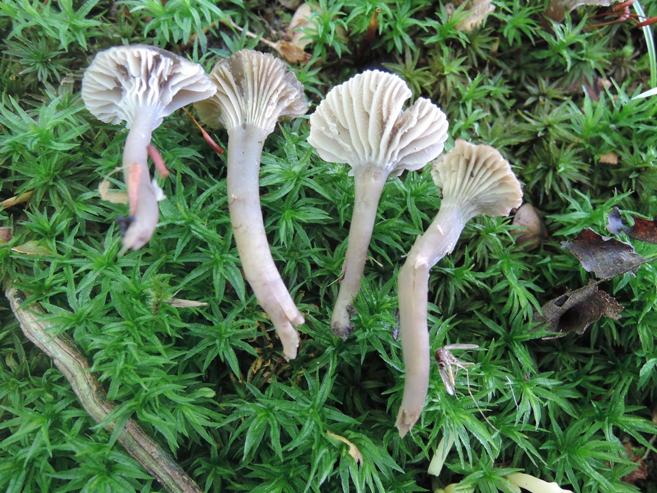 Camarophyllopsis atrovelutina image