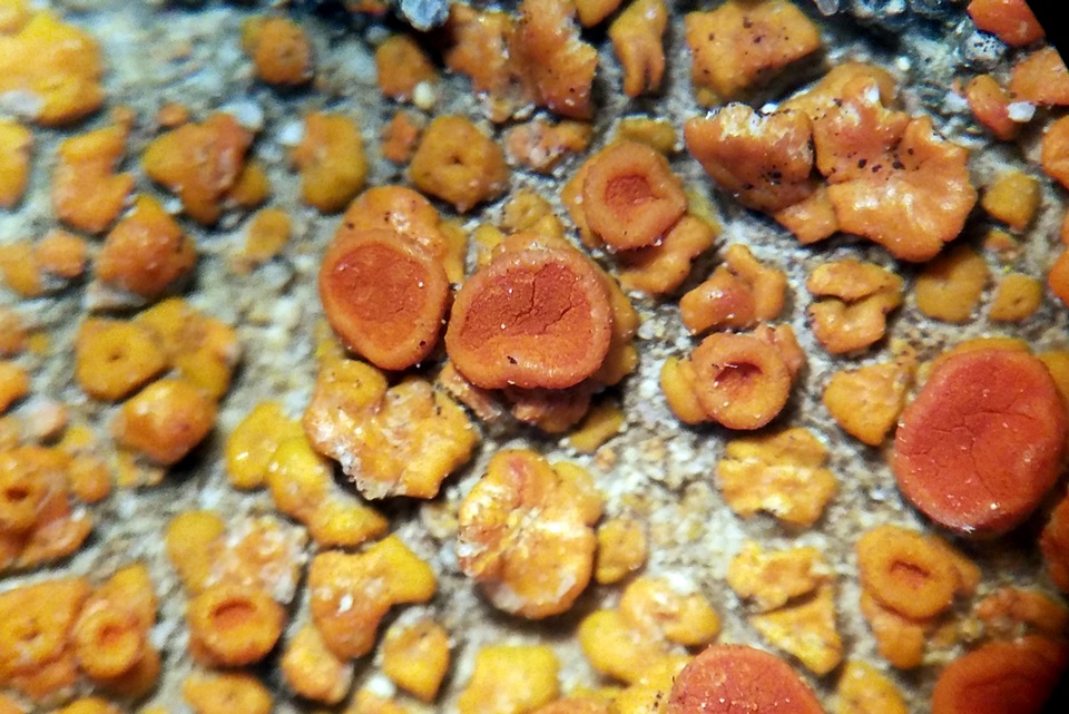 Caloplaca squamosa image