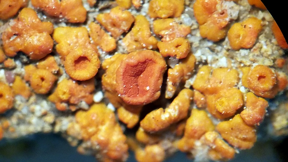 Caloplaca squamosa image