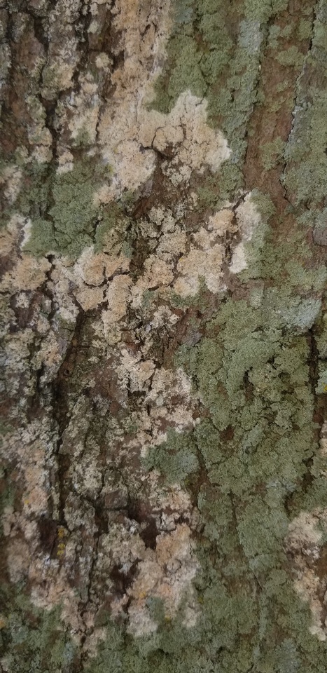 Athelia arachnoidea image