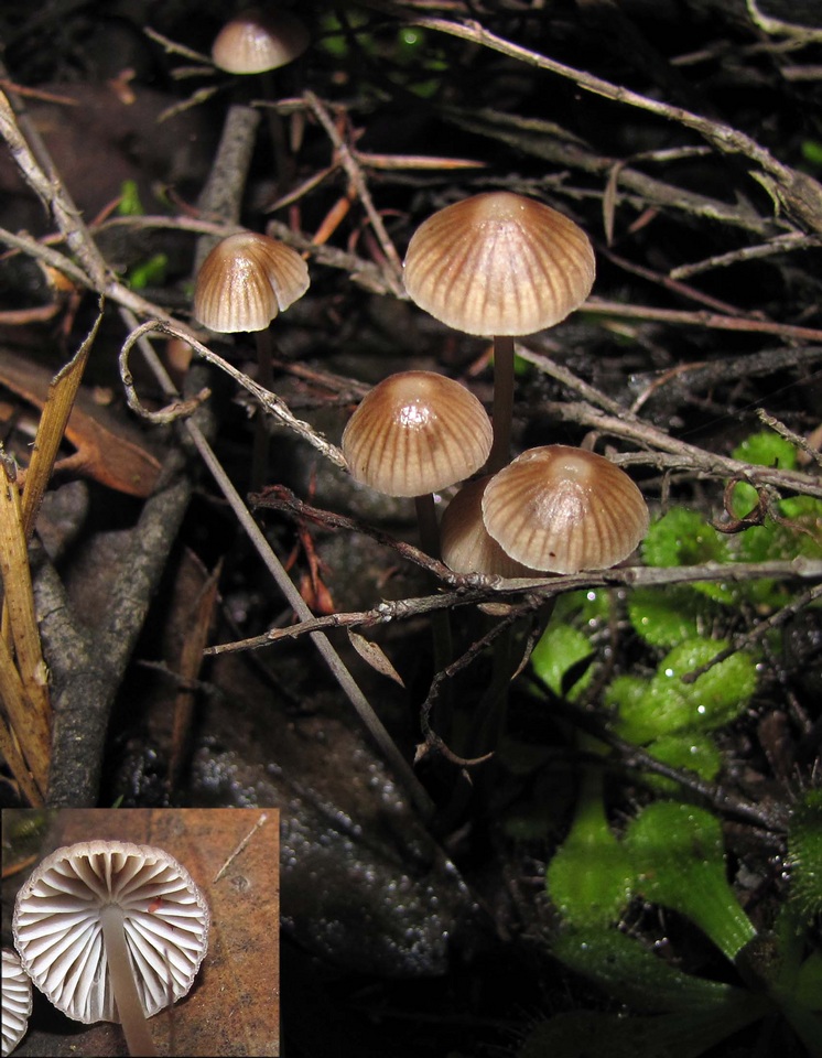 Mycena albidofusca image