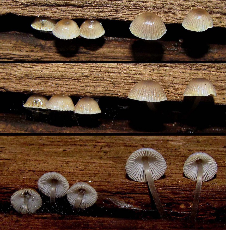 Mycena fumosa image