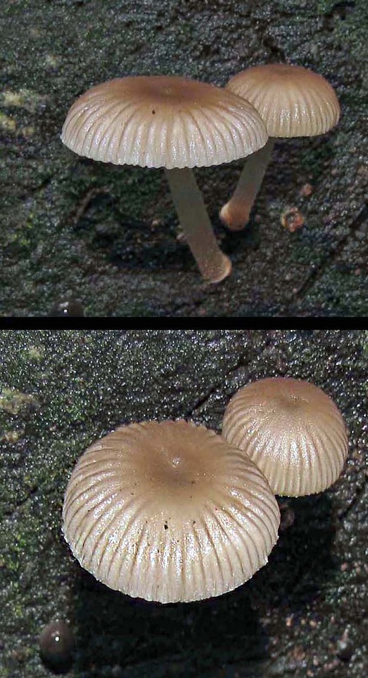 Mycena fumosa image