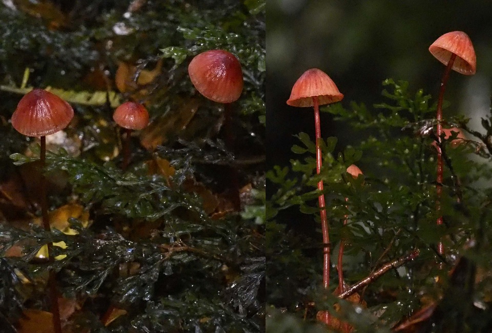 Mycena toyerlaricola image