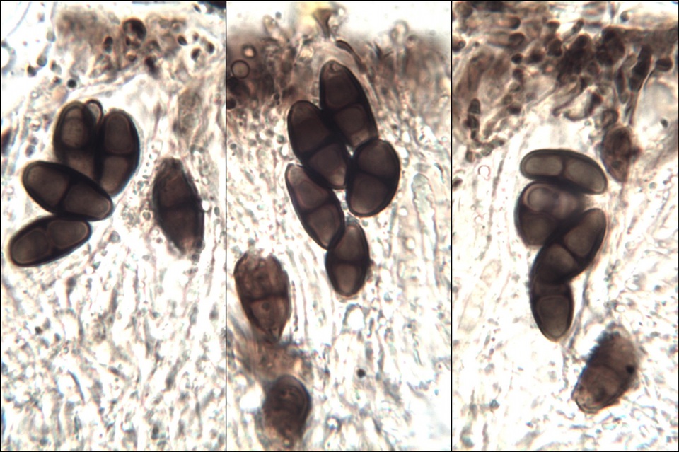 Buellia leptoclinoides image