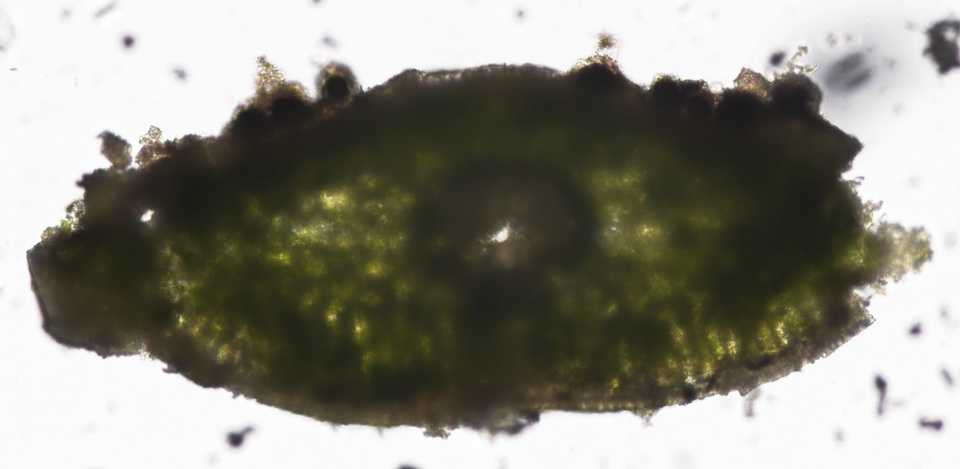 Nothophaeocryptopus gaeumannii image
