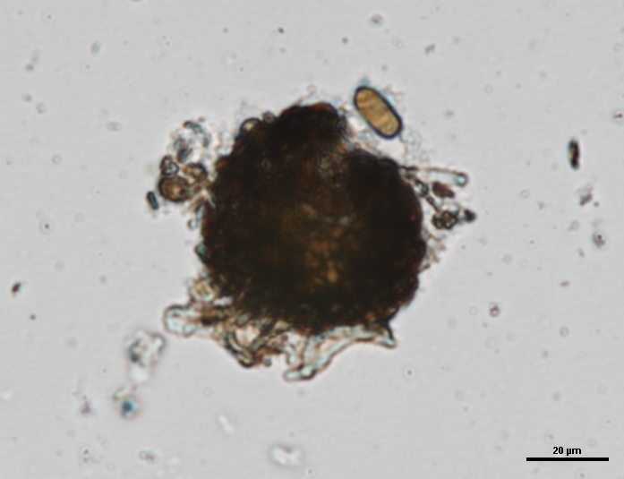 Nothophaeocryptopus image